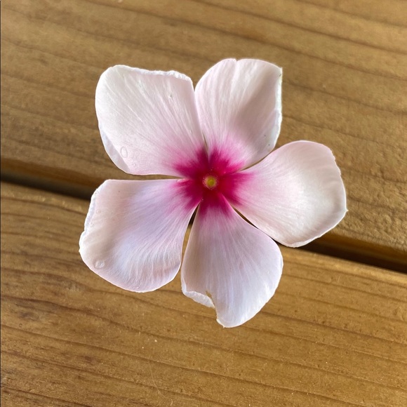 ✨Meet Your Poshers✨ - Picture 6 of 16